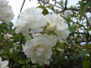 Sander's White (Pot 5L)