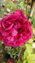 Souvenir de Claudius Denoyel (Pot 5L)