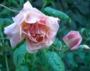 Souvenir de Mme. Léonie Viennot (Pot 5L)