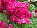 Super Excelsa (Pot 5L)