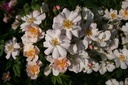 The Garland (Pot 5L)