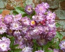 Veilchenblau (Pot 5L)