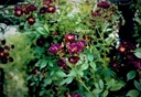 Violette (Pot 5L)