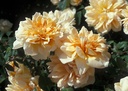 William Allen Richardson (Pot 5L)