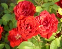 Red Rascal (Pot 4L)