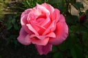 Bel Ange (Pot 4L)