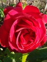 Dame de Coeur (Pot 4L)