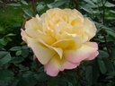 Mme. A. Meilland (Pot 4L)