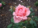Queen Elizabeth (Pot 4L)