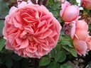 Boscobel ® (Pot 4L)