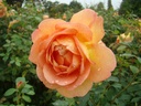 Lady of Shalott ® (Pot 4L)