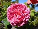 Princess Alexandra of Kent ® (Pot 4L)