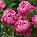 Royal Jubilee ® (Pot 4L)