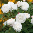 William and Catherine ® (Pot 4L)