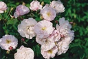 Blush Noisette (Pot 4L)