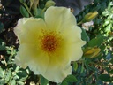 Golden Wings (Pot 4L)