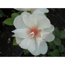 Jacqueline du Pré (Pot 4L)