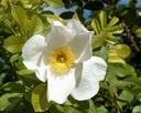White Surprise ® (Pot 4L)
