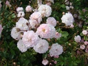Annelies ® (Pot 4L)