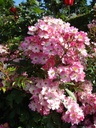Ballerina (Pot 4L)