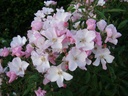 Diamant Rose ® (Pot 4L)