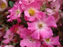 Françoise Drion ® (Pot 4L)