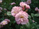 Gravin Michel d'Ursel ® (Pot 4L)