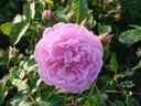 Lavender Lassie (Pot 4L)