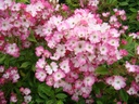 Magie d'Orient ® (Pot 4L)