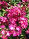 Red Ballerina (Pot 4L)