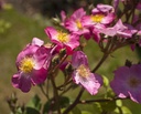 Rosy Purple ® (Pot 4L)