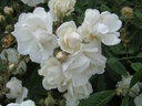 Schoone Gezelle Blomme ® (Pot 4L)
