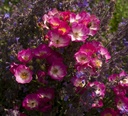 Schubert (Pot 4L)