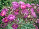 Sibelius ® (Pot 4L)