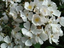 White Magic ® (Pot 4L)