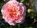 Anne Boleyn ® (Pot 4L)