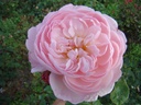 Gentle Hermione ® (Pot 4L)