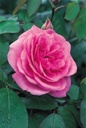 Gertrude Jekyll ® (Pot 4L)