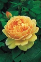 Golden Celebration ® (Pot 4L)