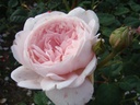 Queen of Sweden ® (Pot 4L)