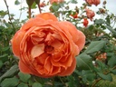 Summer Song ® (Pot 4L)