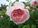 Wisley 2008 ® (Pot 4L)