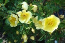R. hugonis (Pot 5L)