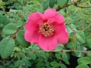 R. moyesii (Pot 5L)