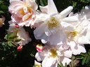 R. pimpinellifolia 'Claus Groth' (Pot 5L)