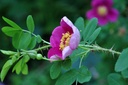 R. pimpinellifolia 'Single Cherry' (Pot 1.3L)