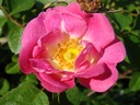 R. rubiginosa 'Flora McIvor' (Pot 5L)