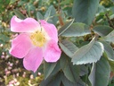 R. glauca 'Carmenetta' (Pot 5L)