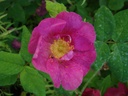 R. francofurtana (x) (Pot 5L)
