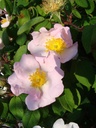 R. polliniana (x) (Pot 5L)